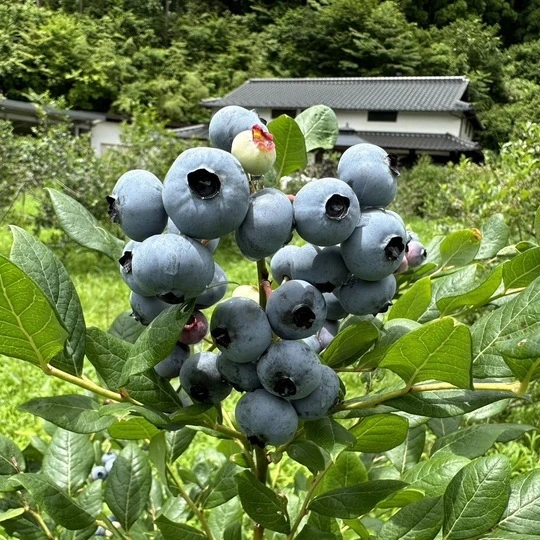 S__293748753