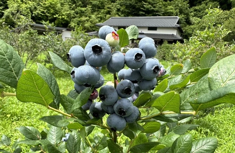 大粒が魅力 | ブルーベリーのお取り寄せならmarc the GARDEN